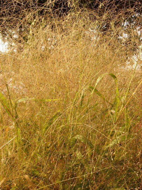 Panicum capillare